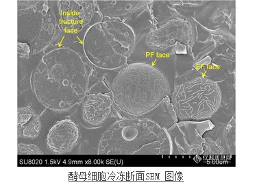 酵母細胞冷凍斷面SEM 圖像