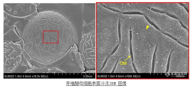 芽殖酵母細胞表面冷凍SEM 圖像