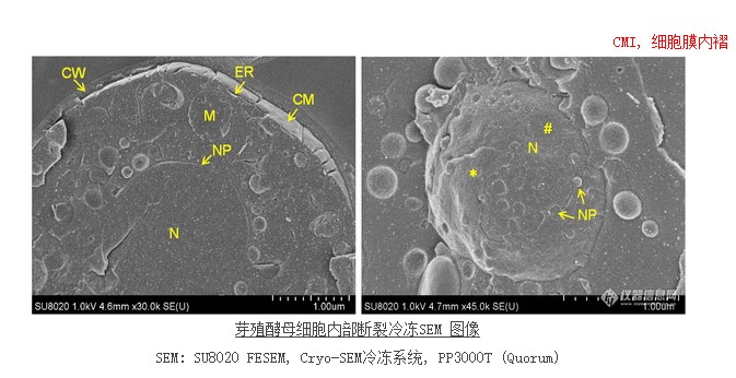 芽殖酵母細胞內部斷裂冷凍SEM 圖像
